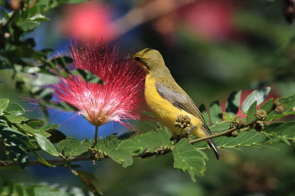 Olive Backed Sunbird Cinnyris Jugularis Daintree Rainforest Queensland Austrália — Fotografia de Stock