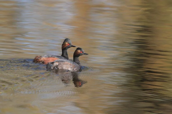 Black Necked Grebe Podiceps Nigricollis Baden Wuerttemberg Alemanha — Fotografia de Stock