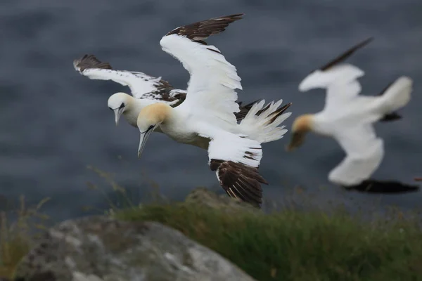 Gannet Septentrional Morus Bassanus Runde Noruega — Foto de Stock