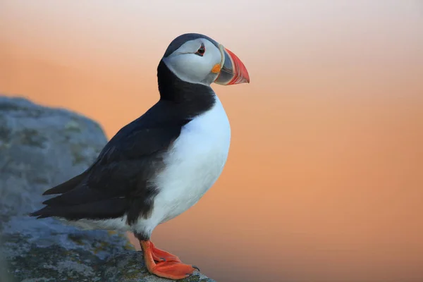 Puffin Atlântico Puffin Comum Fratercula Arctica Noruega — Fotografia de Stock