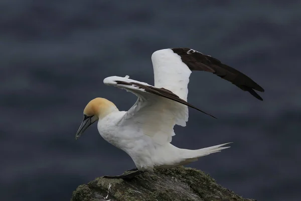 Norra Gannet Morus Bassanus Runde Norge — Stockfoto