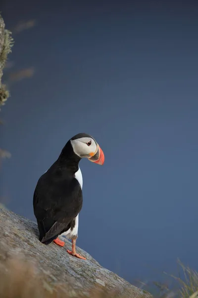 애틀랜틱 Fratercula Arctica 노르웨이 — 스톡 사진