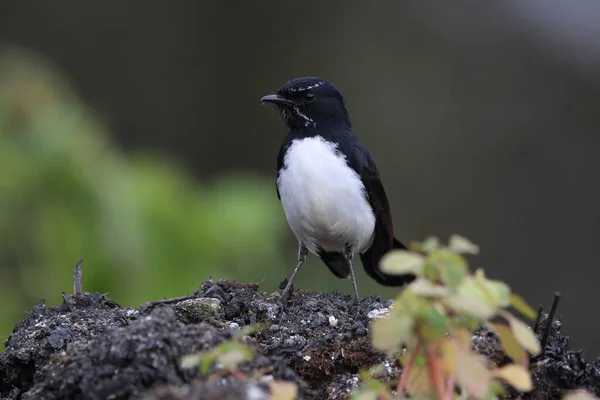 Willie Wagtail Rhipidura Leucophrys Ausztrália — Stock Fotó