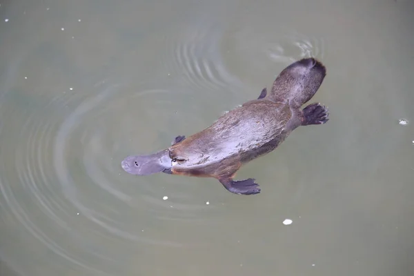 Platypus Plutind Într Pârâu Din Parcul Național Eungella Queensland Australia — Fotografie, imagine de stoc