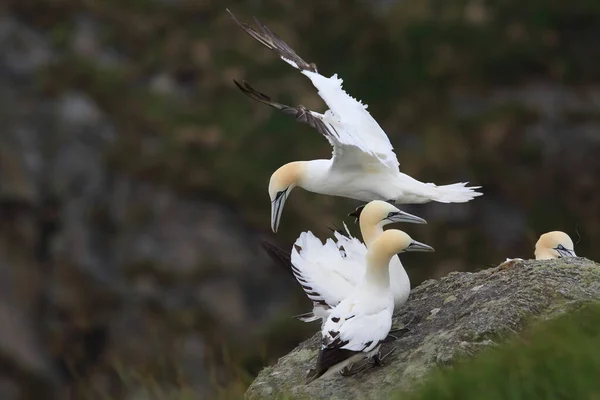 Nördliche Gannet Morus Bassanus Insel Runde Norwegen — Stockfoto