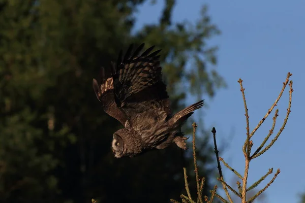 Gran Búho Gris Strix Nebulosa Suecia — Foto de Stock