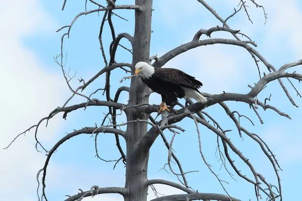 Águia Careca Empoleirada Árvore Yellowstone — Fotografia de Stock