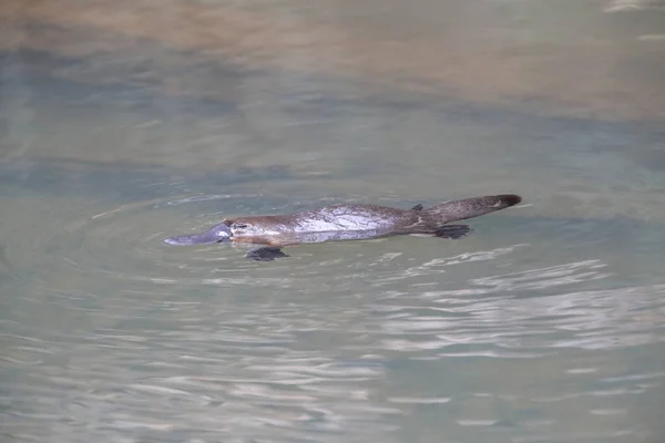 Ornithorynque Flottant Dans Ruisseau Parc National Eungella Queensland Australie — Photo