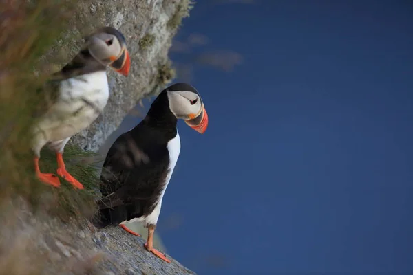 Puffin Atlantycki Lub Puffin Pospolity Fratercula Arctica Norwegia — Zdjęcie stockowe