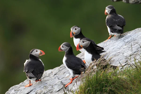 Puffin Atlântico Puffin Comum Fratercula Arctica Noruega — Fotografia de Stock