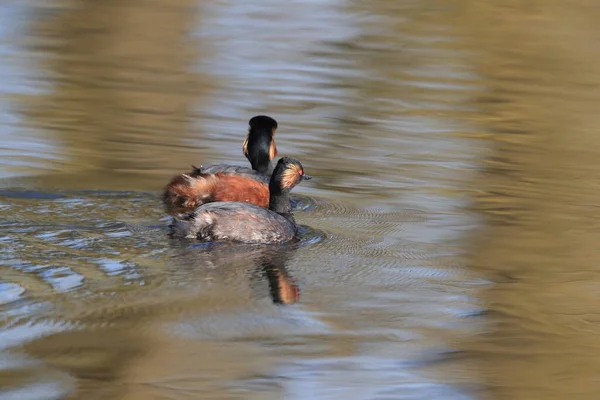 Grebe Cuello Negro Podiceps Nigricollis Baden Wuerttemberg Alemania —  Fotos de Stock