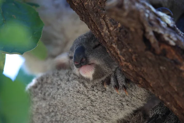 Koala Selvaggio Suo Bambino Seduto Albero Magnetic Island Queensland Australia — Foto Stock