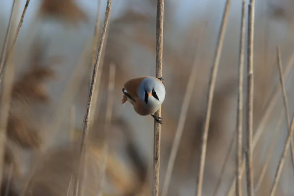 Bearded Reedling Bearded Tit Panurus Biarmicus Baden Wuerttemberg Germany — Stok fotoğraf