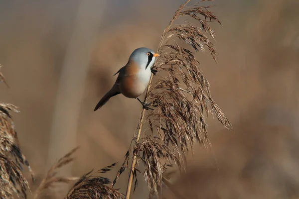 Bearded Reedling Bearded Tit Panurus Biarmicus Baden Wuerttemberg Germany — Stockfoto