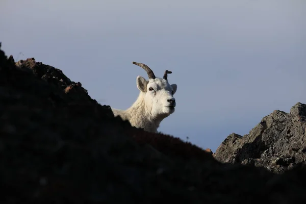 Dalls Sheep Ewe Ovis Dalli Denali National Park Alaska — 스톡 사진