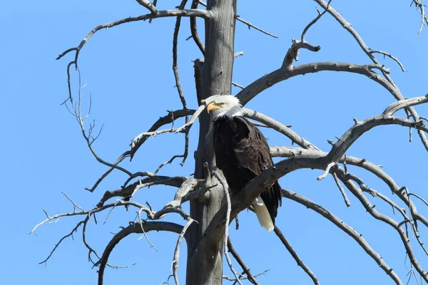 Águia Careca Empoleirada Árvore Yellowstone — Fotografia de Stock