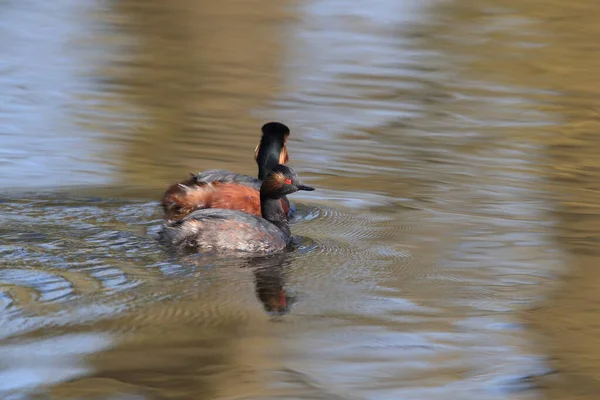 Black Necked Grebe Podiceps Nigricollis Baden Wuerttemberg Alemanha — Fotografia de Stock