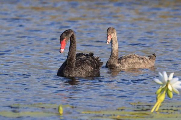 Schwarzer Schwan Cygnus Atratus Australien — Stockfoto