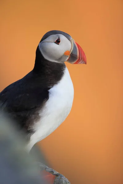 Puffin Atlântico Puffin Comum Fratercula Arctica Noruega — Fotografia de Stock