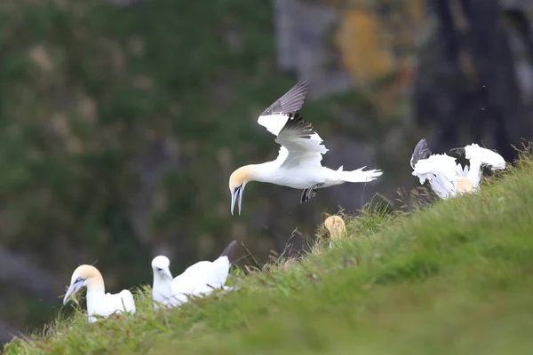 Gannet Septentrional Morus Bassanus Runde Noruega — Foto de Stock