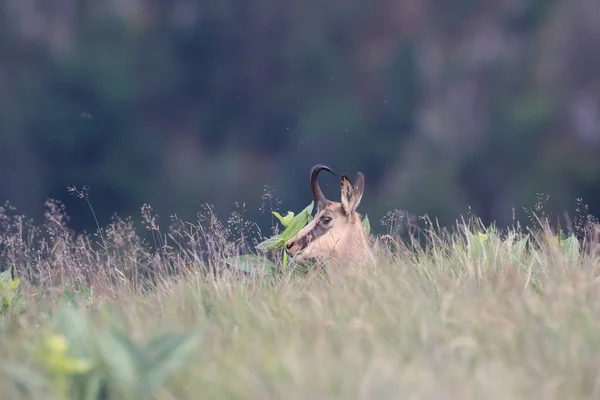 Chamois Rupicapra Rupicapra Den Naturliga Livsmiljön Vogeserna Frankrike — Stockfoto