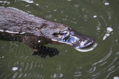a platypus floating in  a creek on the Eungella National Park , Queensland, Australia  clipart