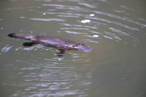 Ornitorinco Galleggiante Torrente Nel Parco Nazionale Dell Eungella Queensland Australia — Foto Stock