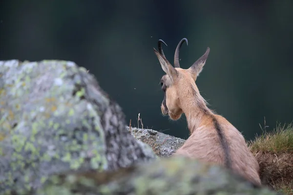 自然生息地のシャモア Rupicapra Rupicapra ヴォージュ山脈 フランス — ストック写真