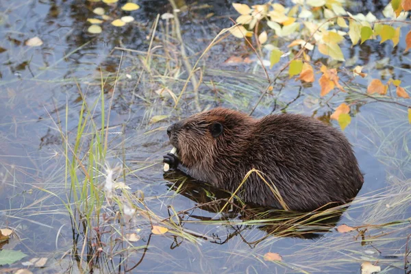 Beaver Norte Americano Castor Canadensis Comendo Alaska Eua — Fotografia de Stock