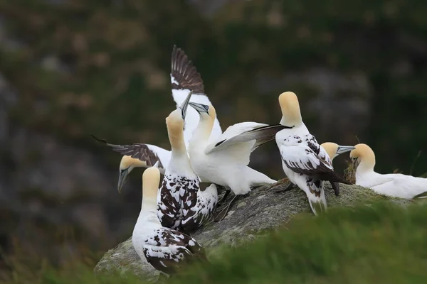 Northern Gannet Morus Bassanus Isola Runde Norvegia — Foto Stock