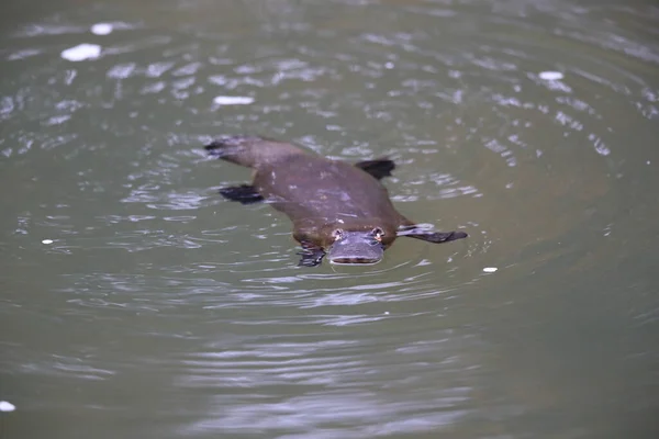 Een Vogelbekdier Drijvend Een Kreek Het Eungella National Park Queensland — Stockfoto