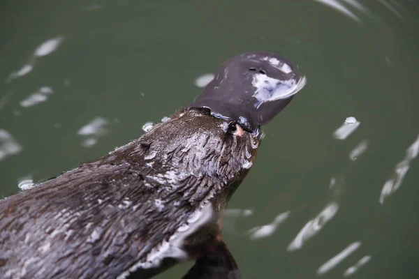 Een Vogelbekdier Drijvend Een Kreek Het Eungella National Park Queensland — Stockfoto