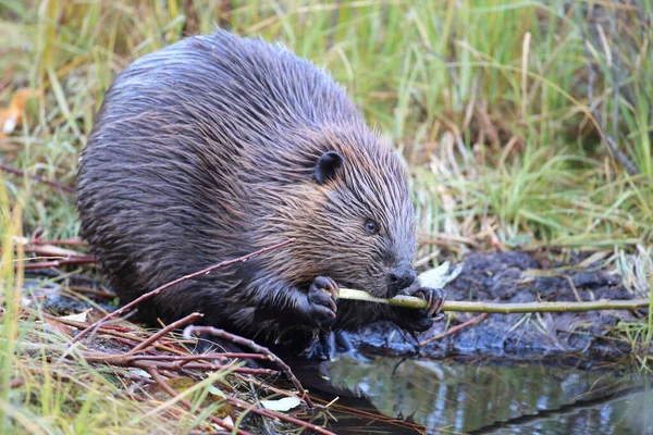 Κάστορας Της Βόρειας Αμερικής Castor Canadensis Φαγητό Αλάσκα Ηπα — Φωτογραφία Αρχείου