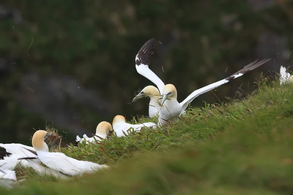 Gannet Septentrional Morus Bassanus Runde Noruega — Foto de Stock