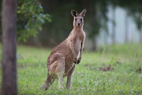 Canguro Grigio Orientale Macropus Giganteus Mattino All Assunzione Cibo Nell — Foto Stock