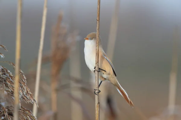 Bearded Reedling Bearded Tit Panurus Biarmicus Baden Wuerttemberg Germany — Stok Foto