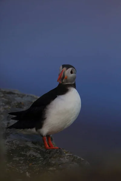 Atlantic Puffin Common Puffin Fratercula Arctica Norway — стоковое фото