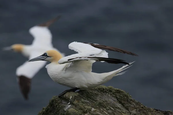 北Gannet Morus Bassanus 岛挪威Runde — 图库照片