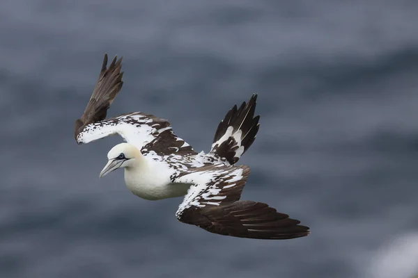 Gannet Nord Morus Bassanus Île Runde Norvège — Photo