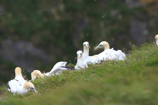 Ilha Gannet Norte Morus Bassanus Runde Noruega — Fotografia de Stock