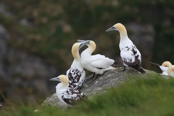 Northern Gannet Morus Bassanus Island Runde Norway — стоковое фото