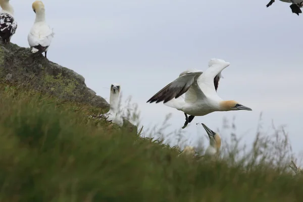 Northern Gannet Morus Bassanus Island Runde Norway — стоковое фото