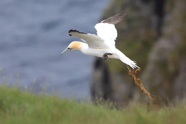 Gannet Septentrional Morus Bassanus Runde Noruega — Foto de Stock