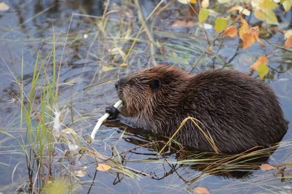 Κάστορας Της Βόρειας Αμερικής Castor Canadensis Φαγητό Αλάσκα Ηπα — Φωτογραφία Αρχείου