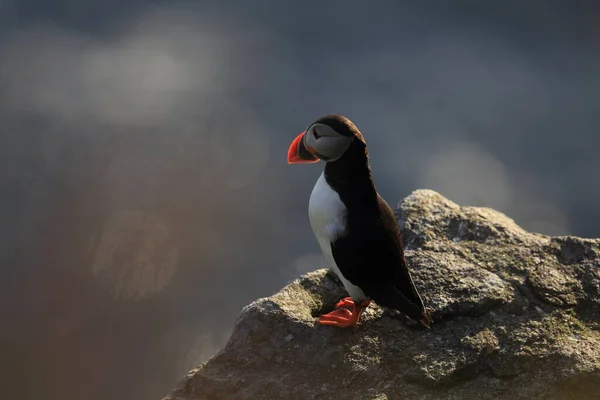 Puffin Atlântico Puffin Comum Fratercula Arctica Noruega — Fotografia de Stock