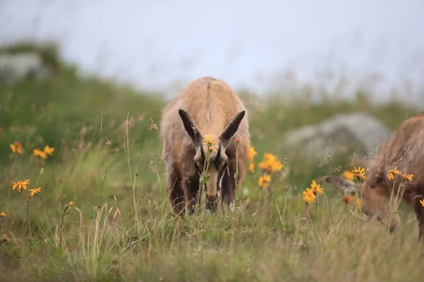 Chamois Rupicapra Rupicapra Siedlisku Przyrodniczym Wogezie Francja — Zdjęcie stockowe