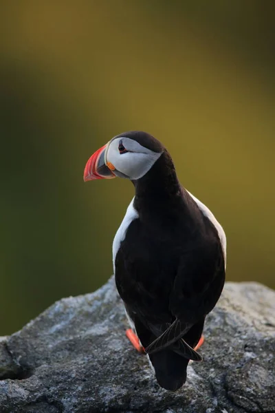 Puffin Atlántico Puffin Común Fratercula Arctica Noruega — Foto de Stock