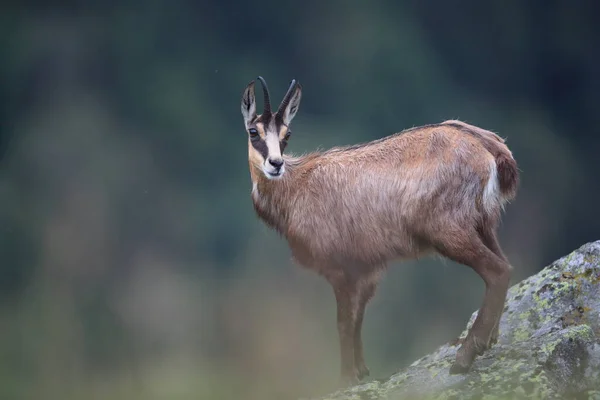 Chamois Rupicapra Rupicapra Natural Habitat Vosges Mountains France — Stock Photo, Image