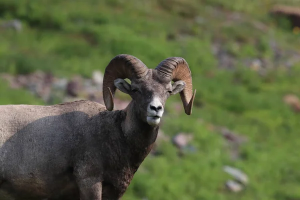 Bighorn Sheep Nell Habitat Naturale Parco Nazionale Del Ghiacciaio Montana — Foto Stock