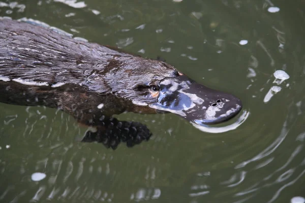 Platypus Plutind Într Pârâu Din Parcul Național Eungella Queensland Australia — Fotografie, imagine de stoc